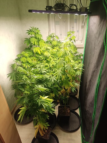 Growreport Bild 6