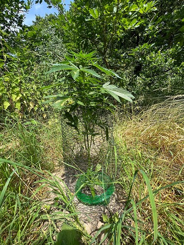 Growreport Bild 6