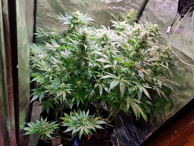 Growreport Bild 52