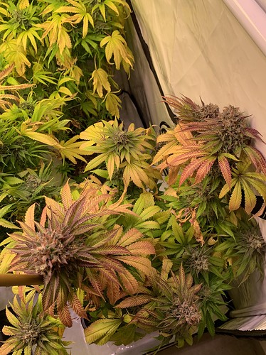 Growreport Bild 1