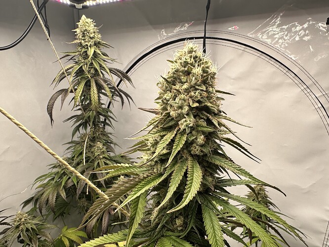 Growreport Bild 25