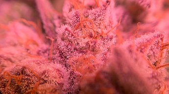 Growreport Bild 11