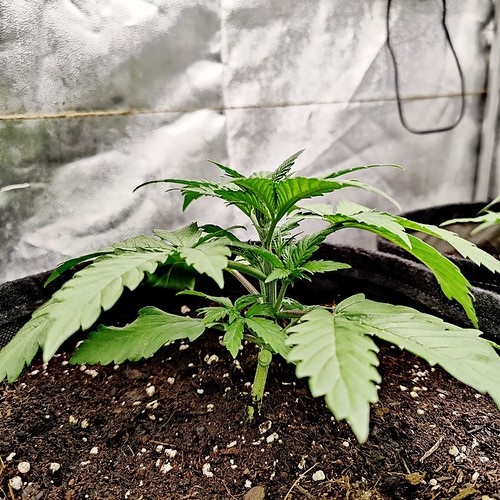 Growreport Bild 11