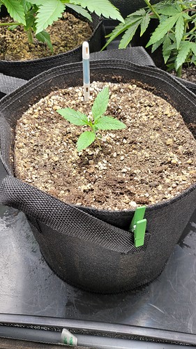 Growreport Bild 3