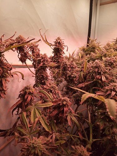 Growreport Bild 3