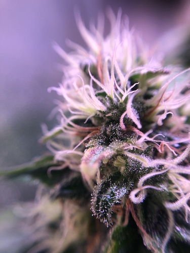 Growreport Bild 14