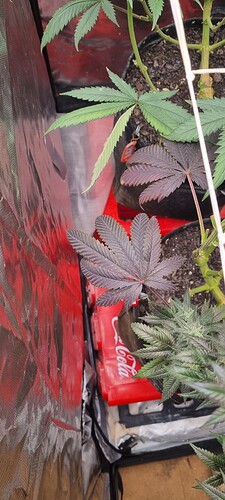 Growreport Bild 59