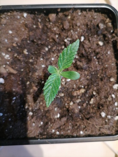 Growreport Bild 6