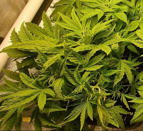 Growreport Bild 9