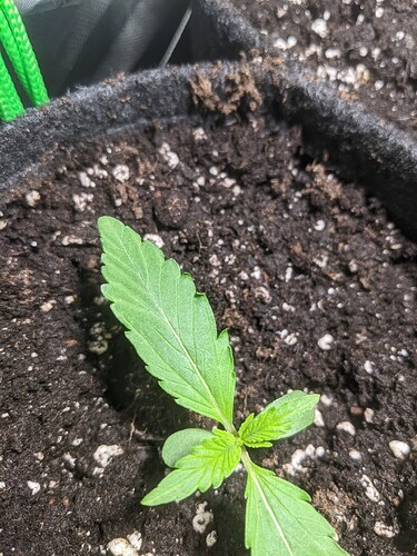 Growreport Bild 4