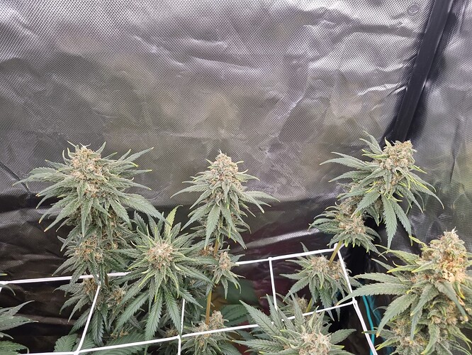Growreport Bild 32