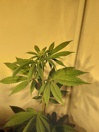 Growreport Bild 1