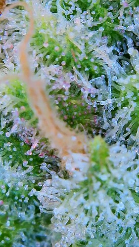 Growreport Bild 11