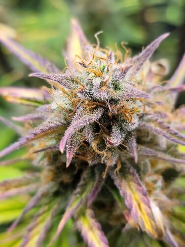 Growreport Bild 5