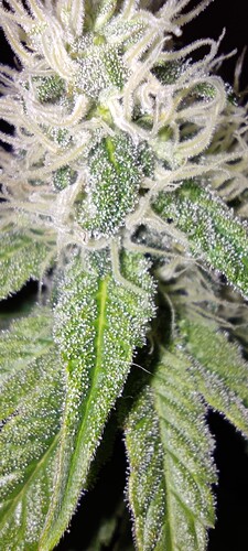 Growreport Bild 5