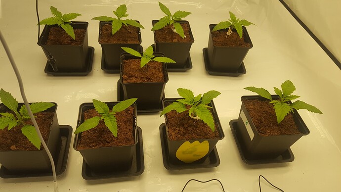 Growreport Bild 7