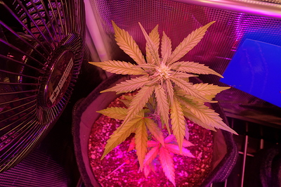 Growreport Bild 53