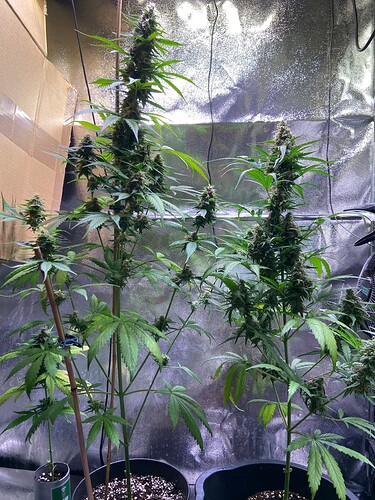 Growreport Bild 3
