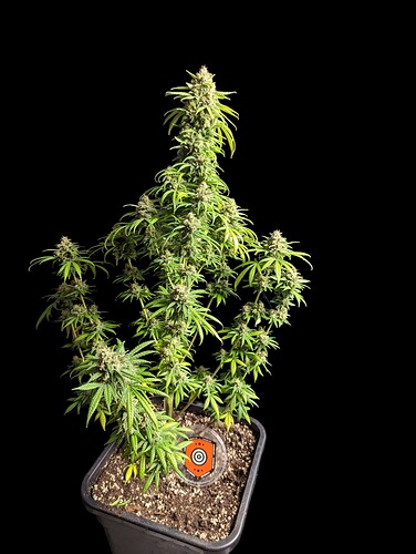 Growreport Bild 23
