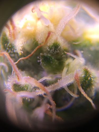 Growreport Bild 4
