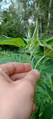 Growreport Bild 9