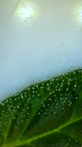 Growreport Bild 8