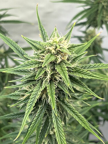 Growreport Bild 42
