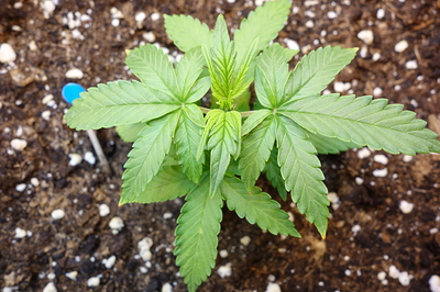 Ein junger Cannabis-Keimling mit mehreren Blättern, der in dunkler Erde wächst.