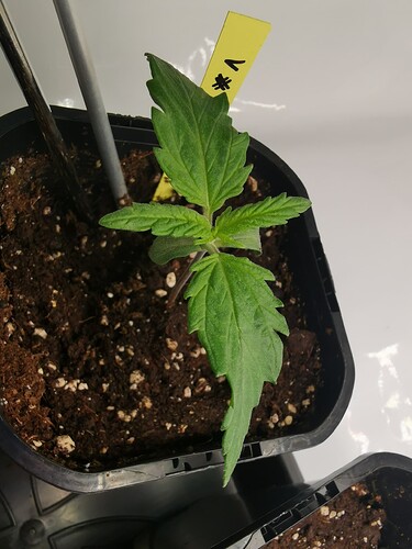 Growreport Bild 1