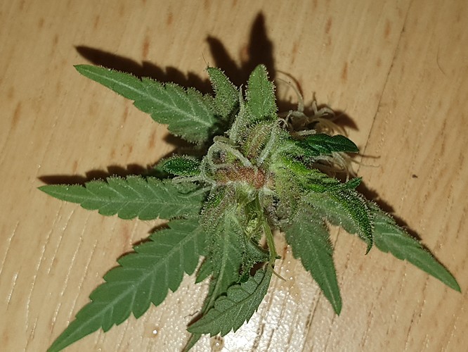 b (2)