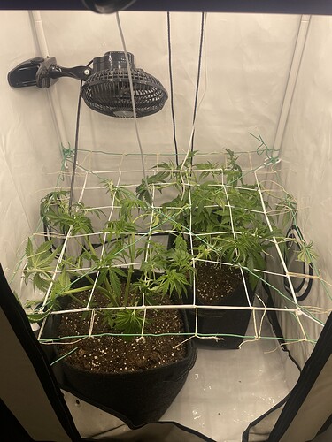 Growreport Bild 4