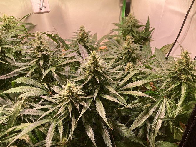 Growreport Bild 8