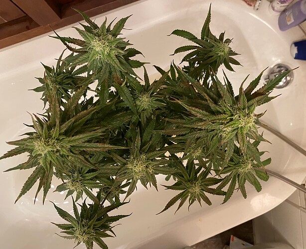 Growreport Bild 2