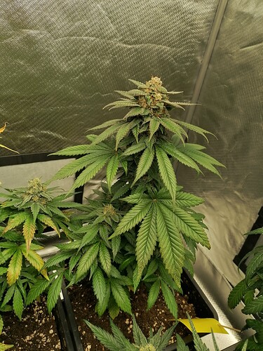 Growreport Bild 21