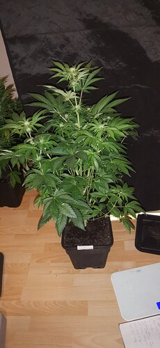 Growreport Bild 23