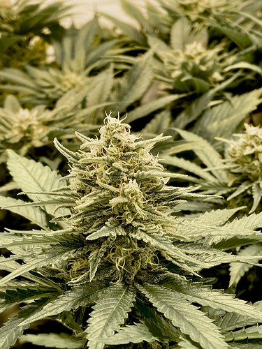 Growreport Bild 22