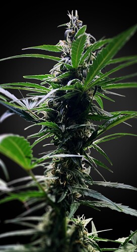 Growreport Bild 13