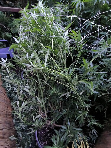 Growreport Bild 4