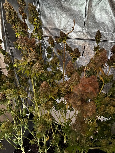 Growreport Bild 4