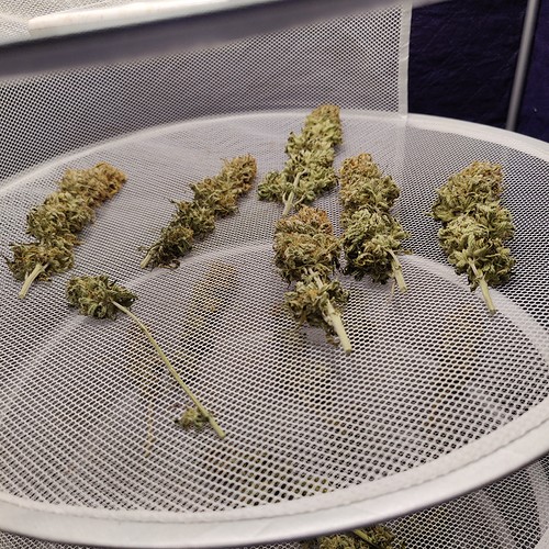 Growreport Bild 49