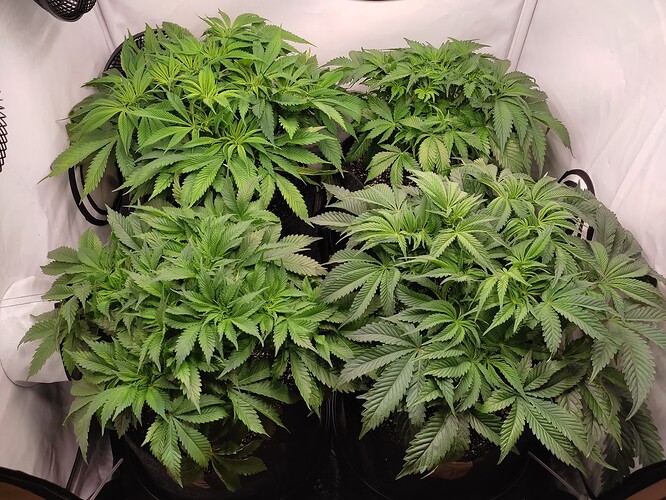 Growreport Bild 5