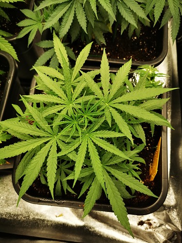 Growreport Bild 2