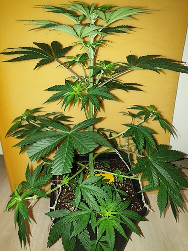 Growreport Bild 6