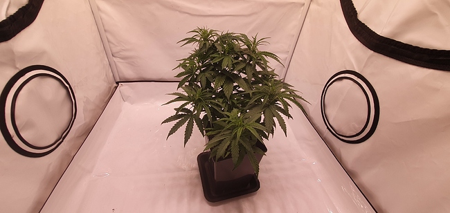 Growreport Bild 3