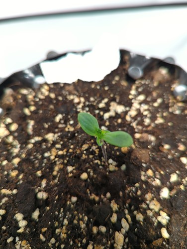 hindukush_wt1