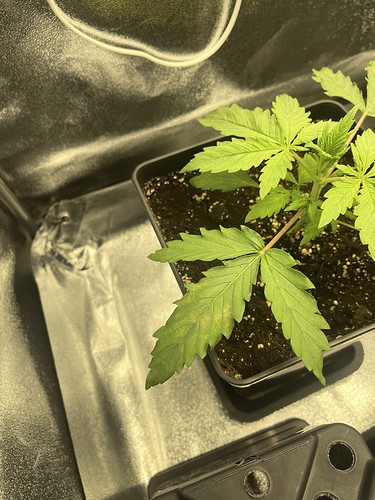 Growreport Bild 3