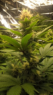 Growreport Bild 7