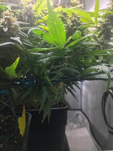 Growreport Bild 4