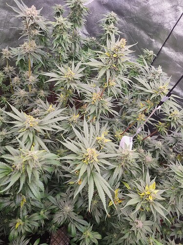 Growreport Bild 6