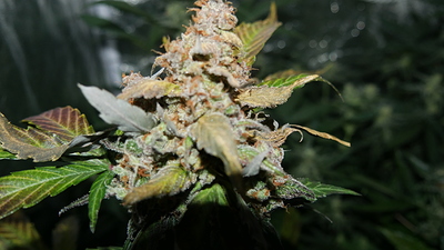 Growreport Bild 11